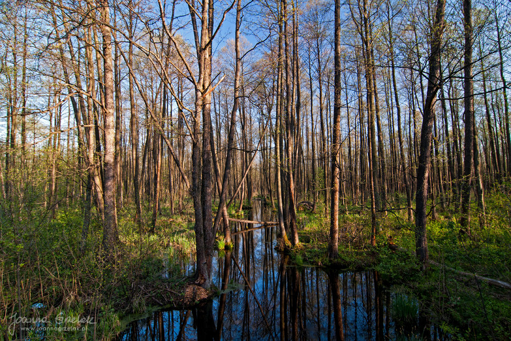 029_Biebrza - kwiecien 2012.jpg